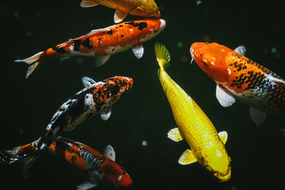 colorful koi fish