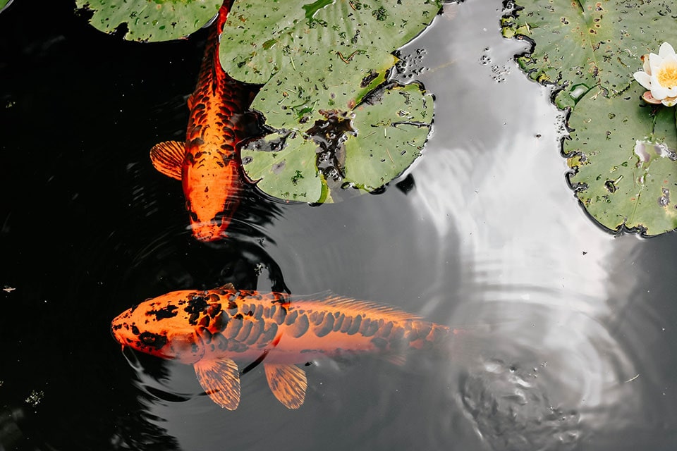 orange and black koi