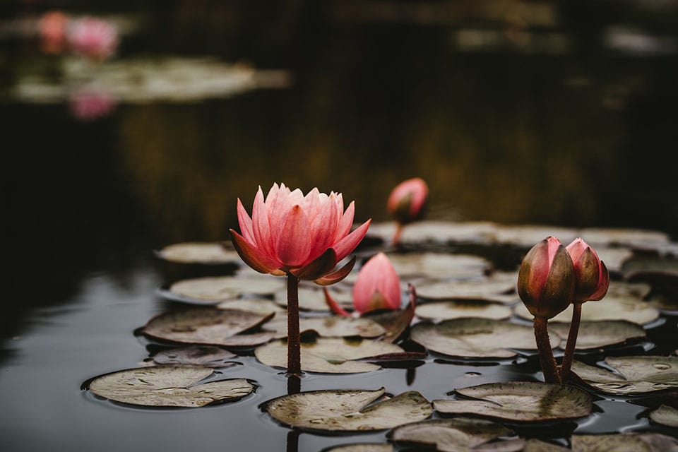 pink bloom and lily pads