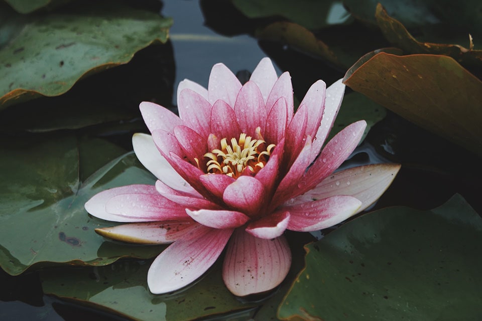 pink and white water lily