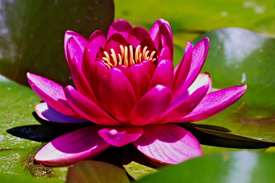 large pink bloom